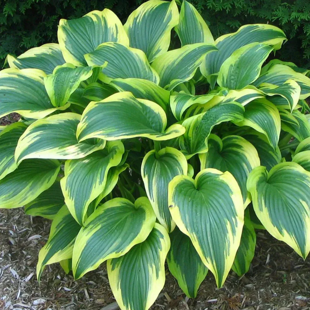 Gold Edged Hosta