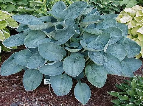 Big Daddy Hosta