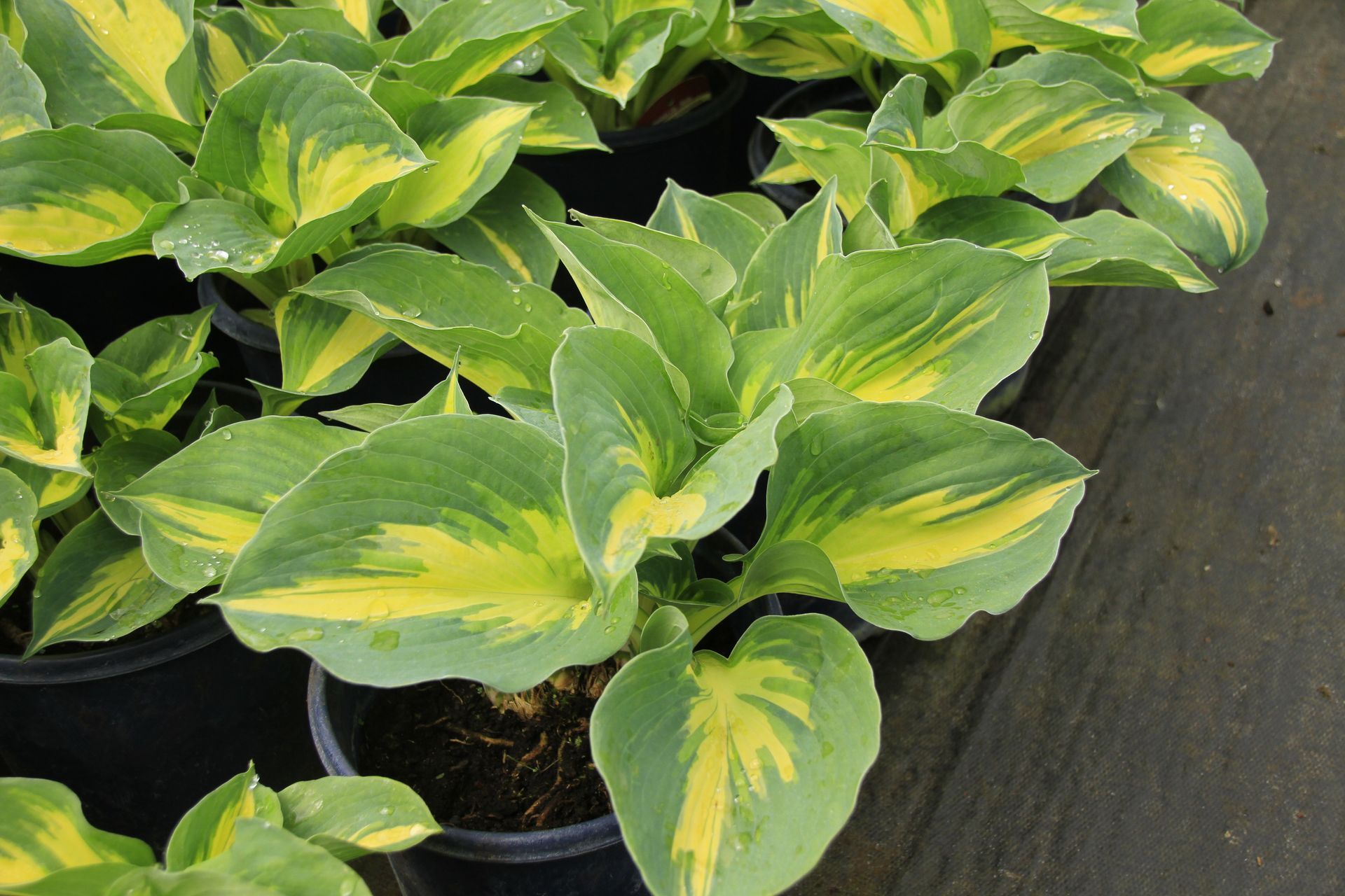 Great Expectations Hosta