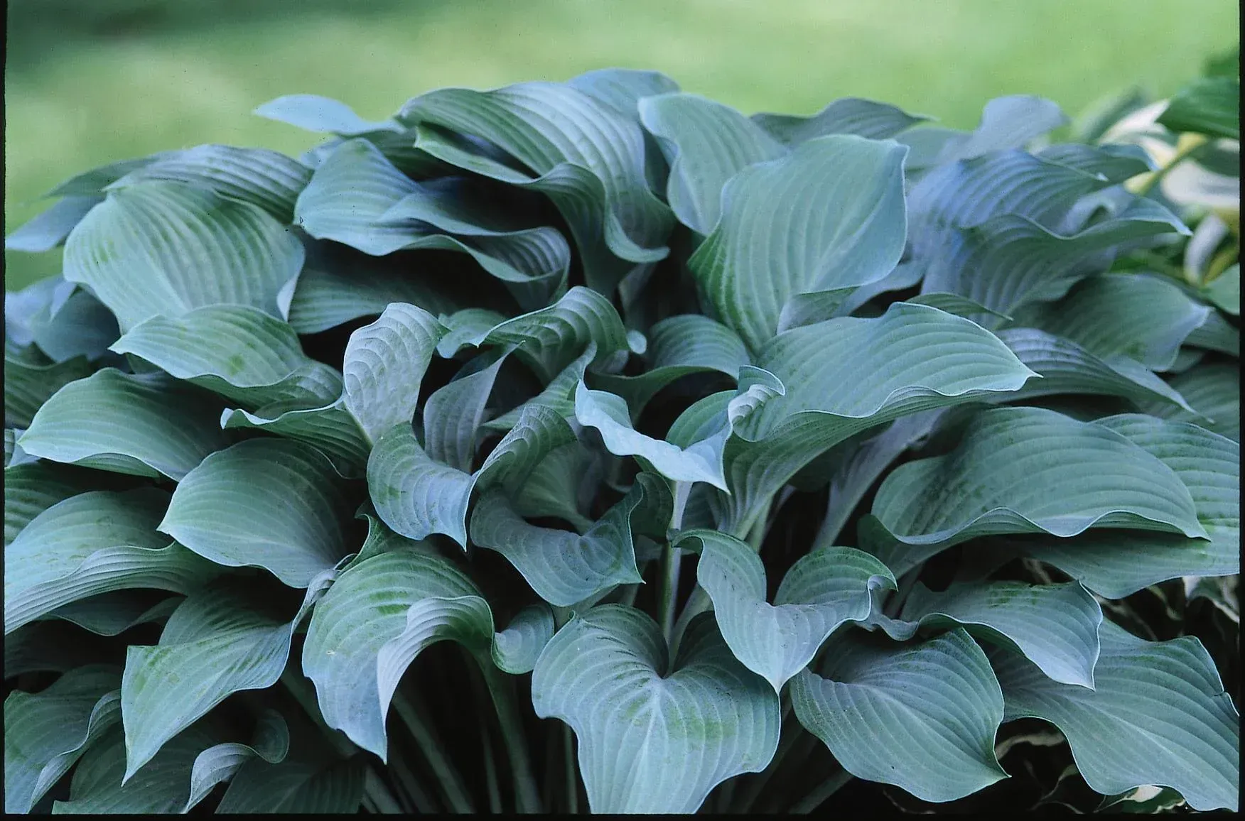 Krossa Regal Hosta
