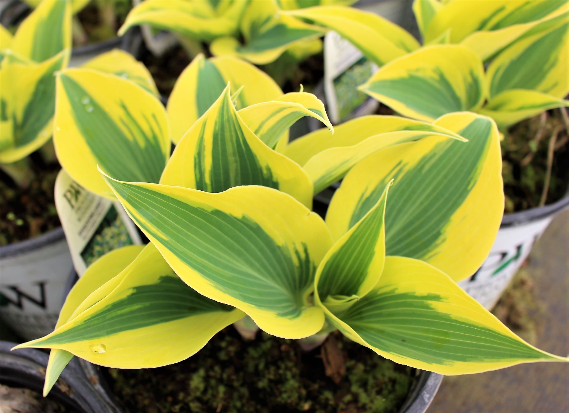 Shadowland® Autumn Frost Hosta