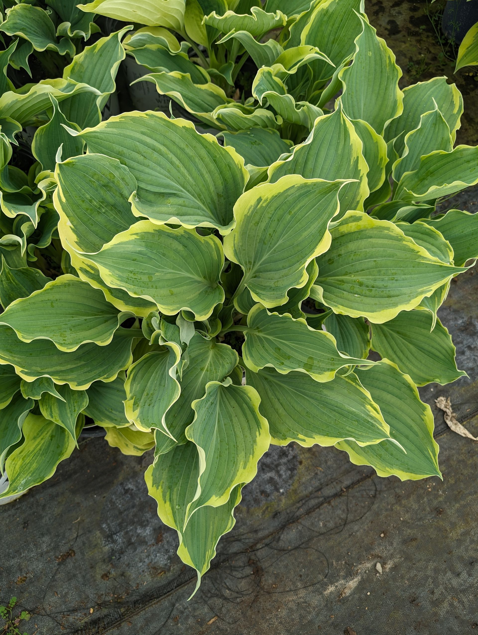 Shadowland® Hope Springs Eternal Hosta