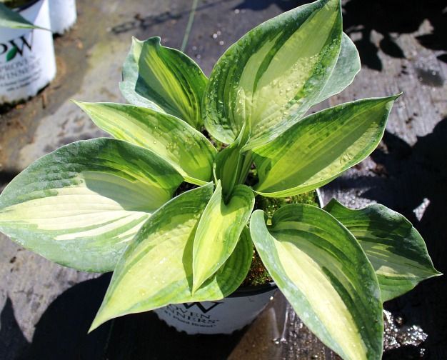 Shadowland® Hudson Bay Hosta