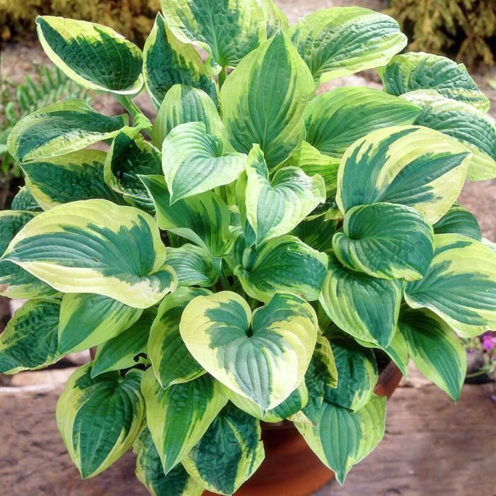 Wide Brim Hosta