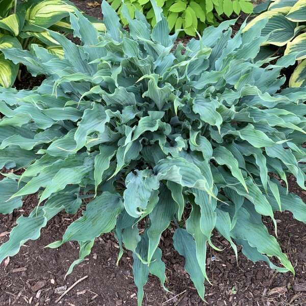 Wild Imagination Hosta