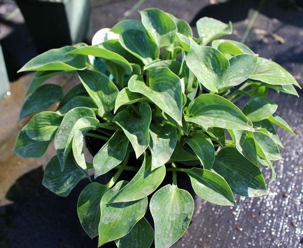 Blue Cadet Hosta