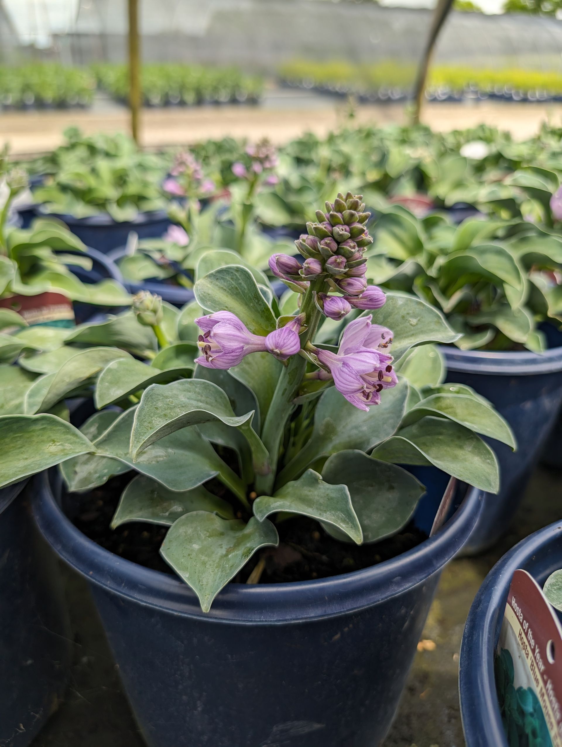Blue Mouse Ears Hosta