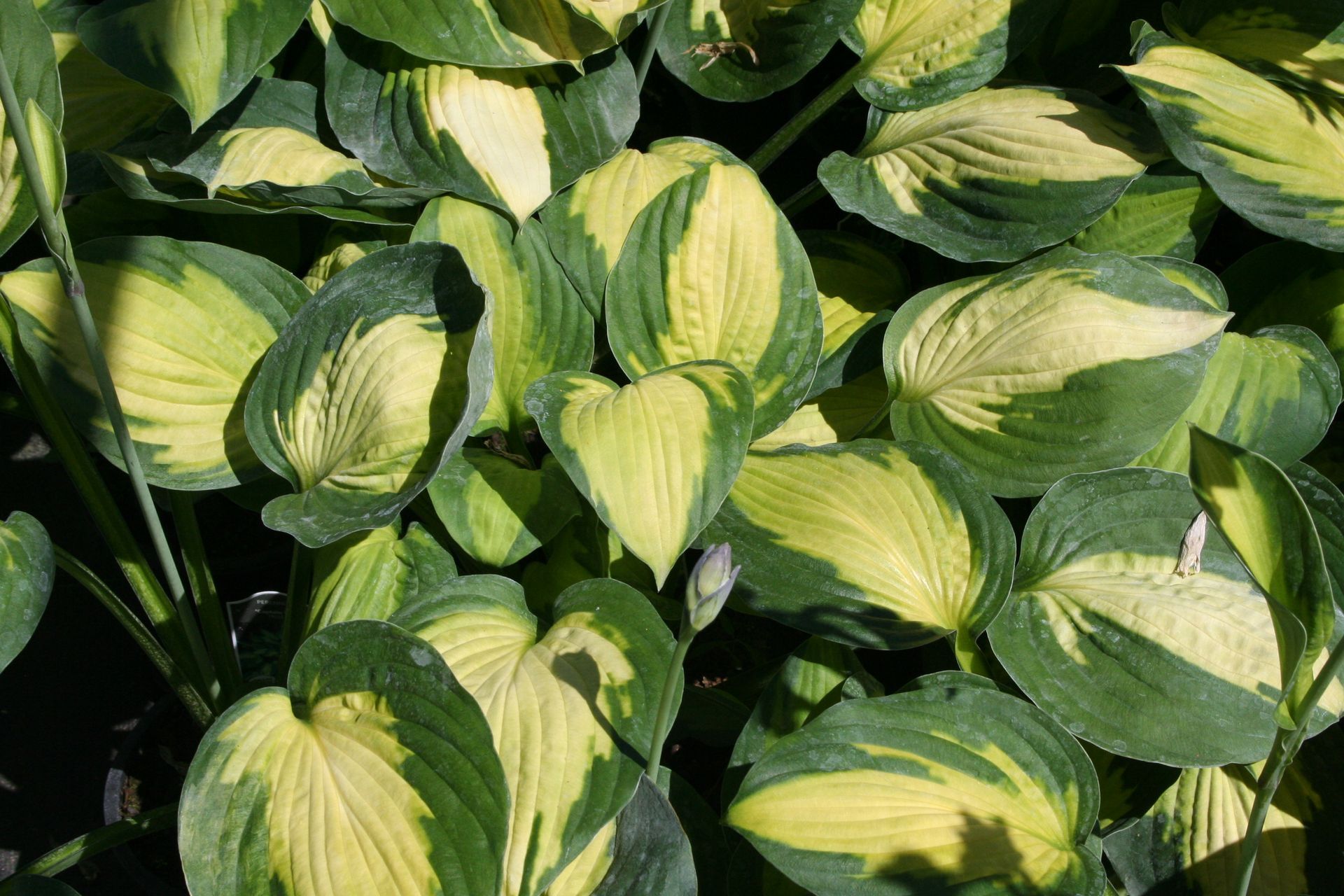 Captain Kirk Hosta