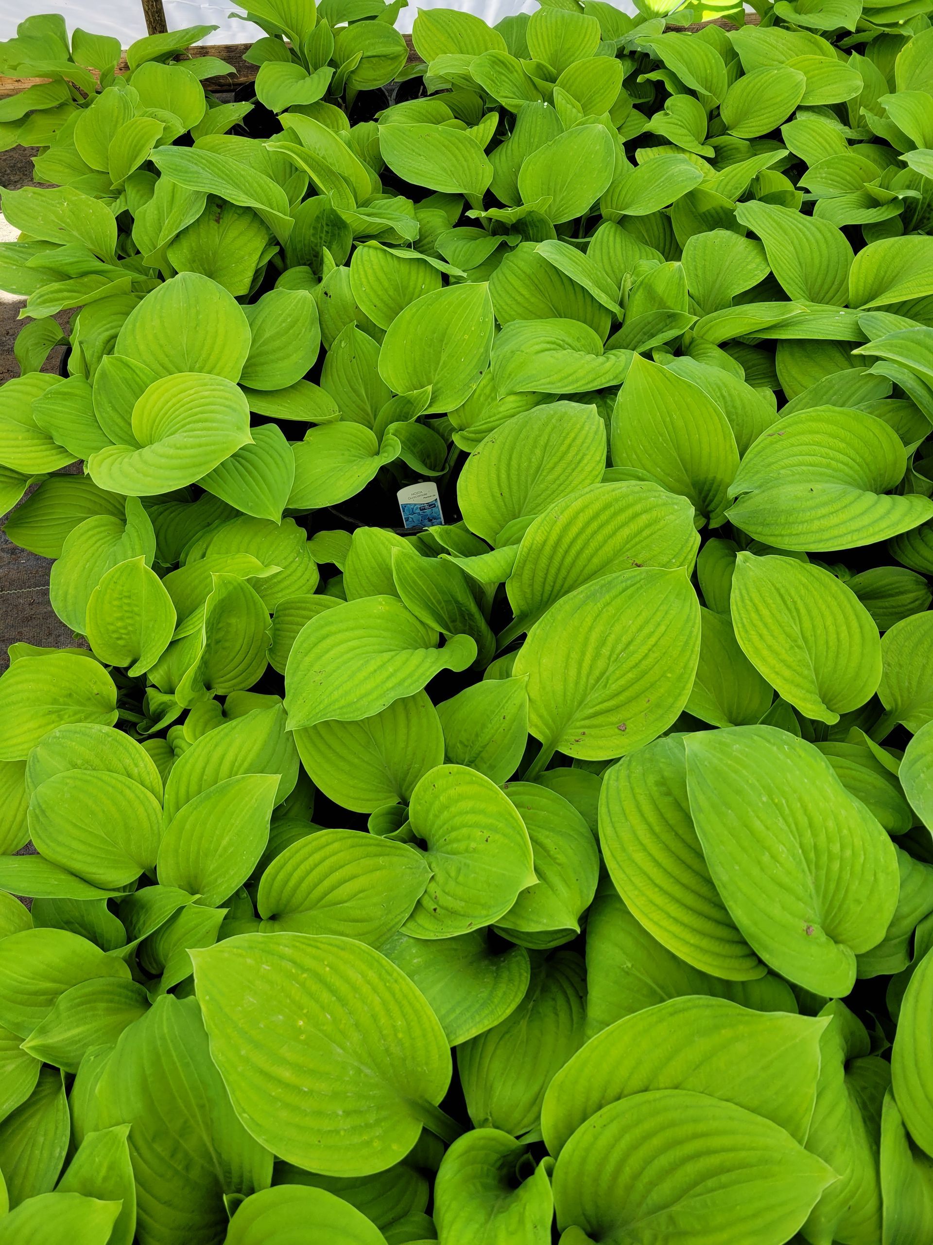 Guacamole Hosta
