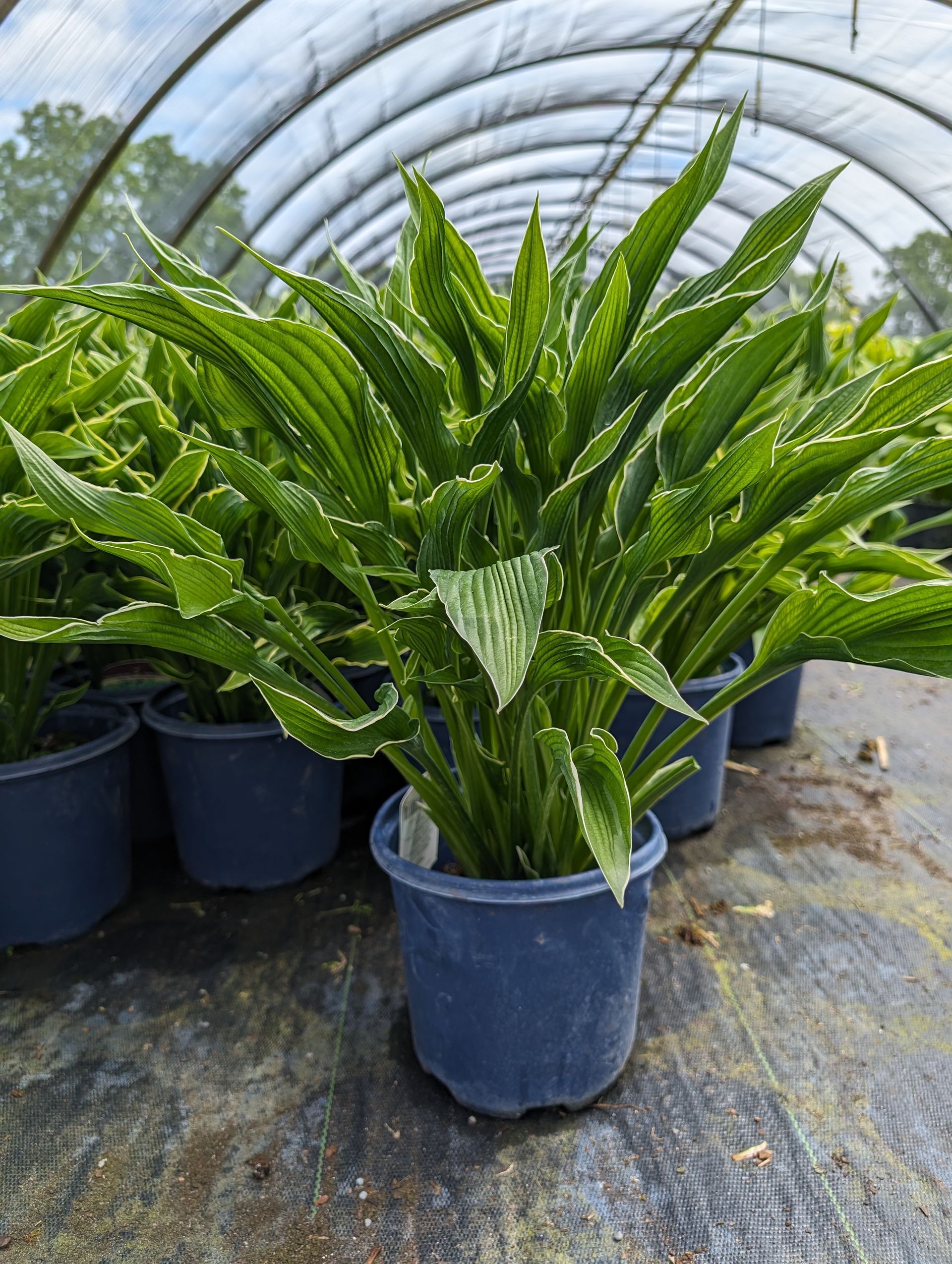 Praying Hands Hosta