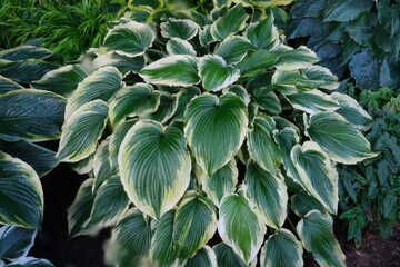 Drop-dead Gorgeous Hosta