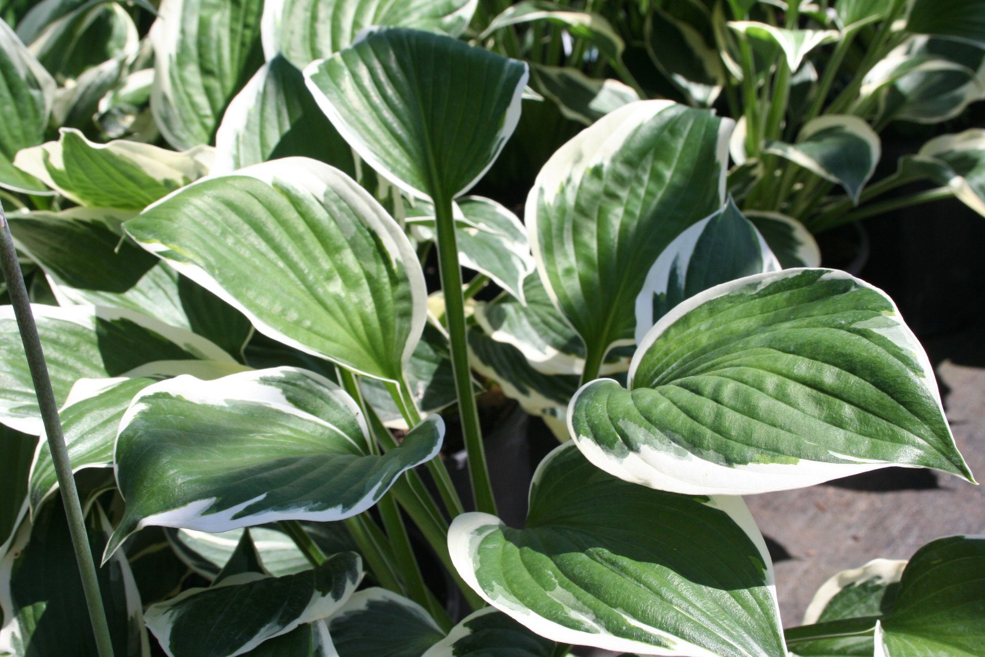 Francee Hosta