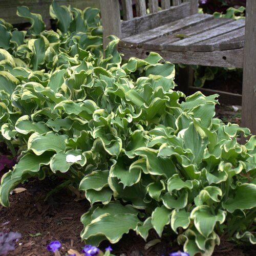 Shadowland® Wheee! Hosta