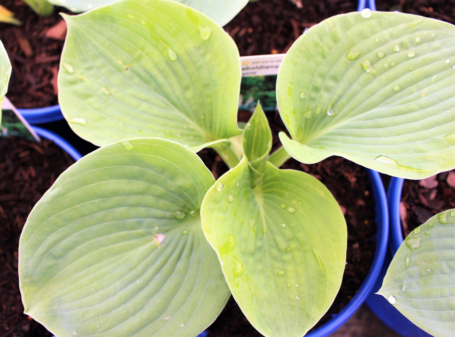 Elegans Hosta