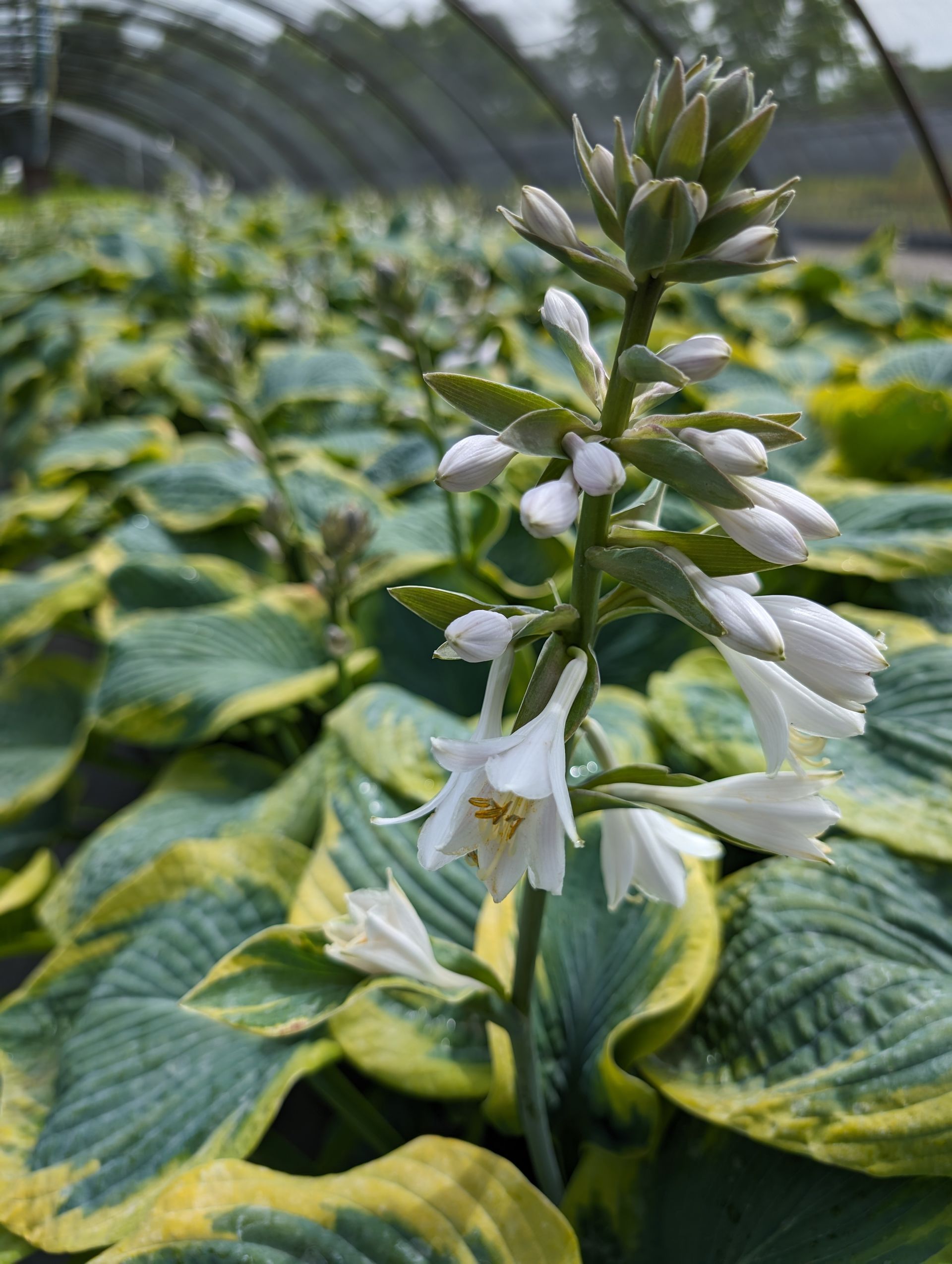 Frances Williams Hosta