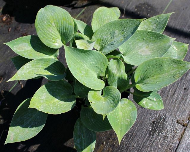 Halcyon Hosta