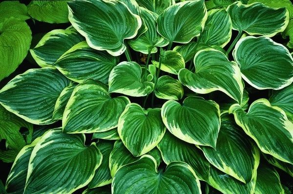Mardi Gras Hosta