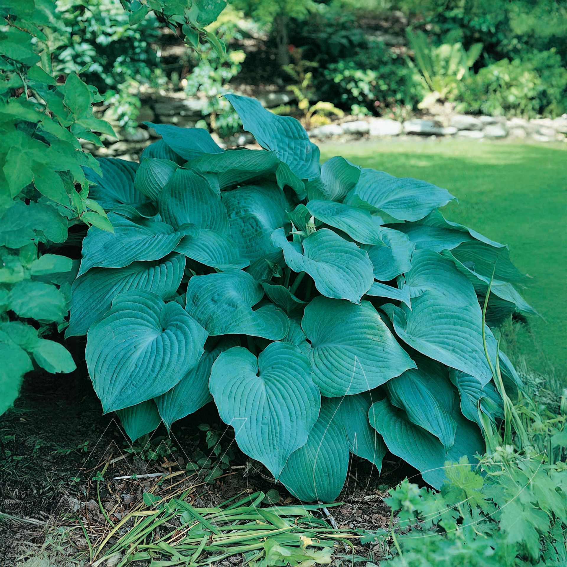 Blue Angel Hosta