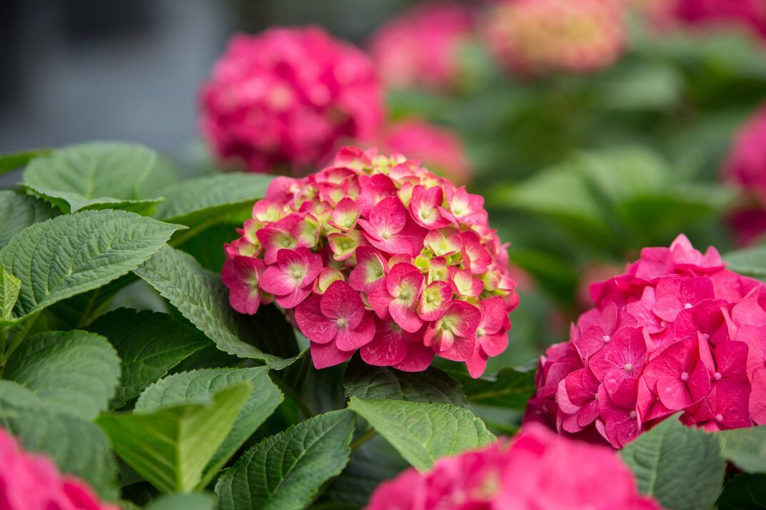 Summer Crush® Bigleaf Hydrangea