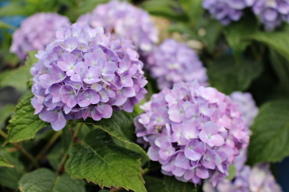 BloomStruck® Bigleaf Hydrangea
