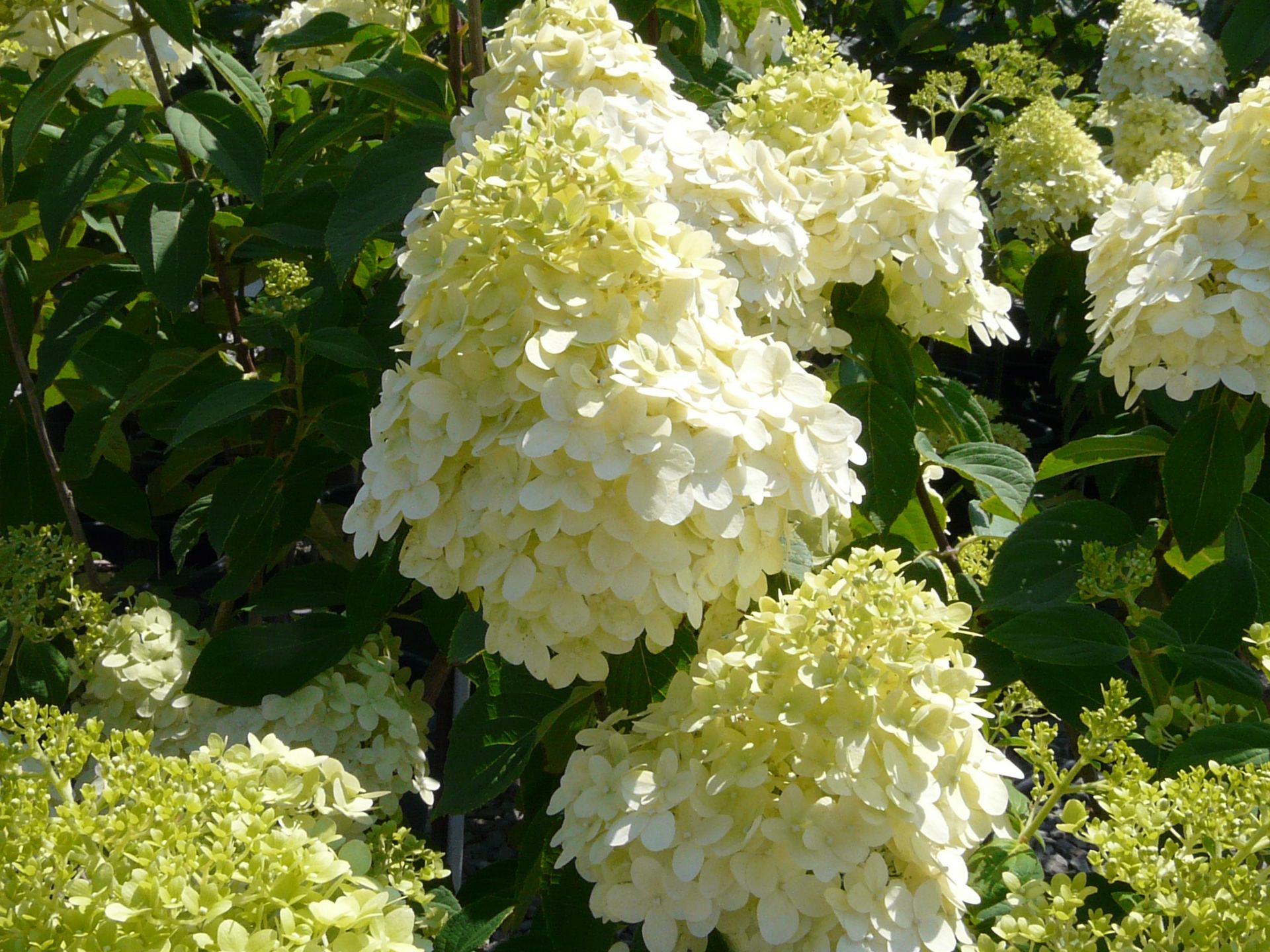 Limelight Hydrangea
