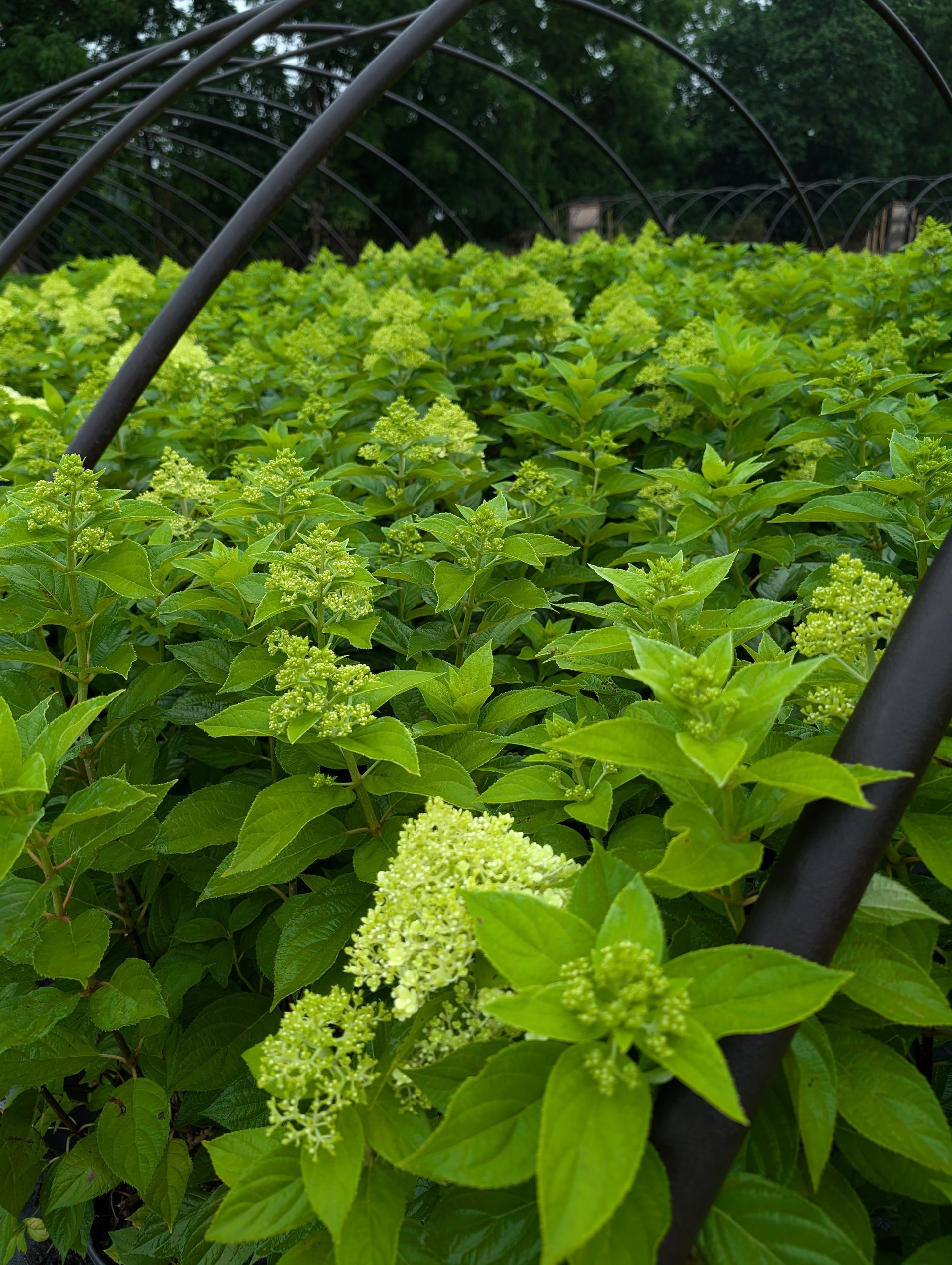 Limelight Hydrangea