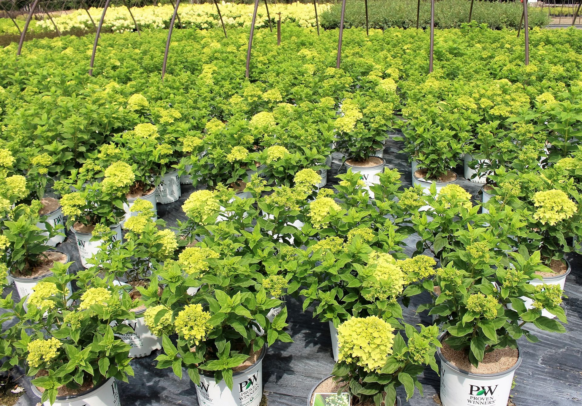 Little Lime® Hydrangea