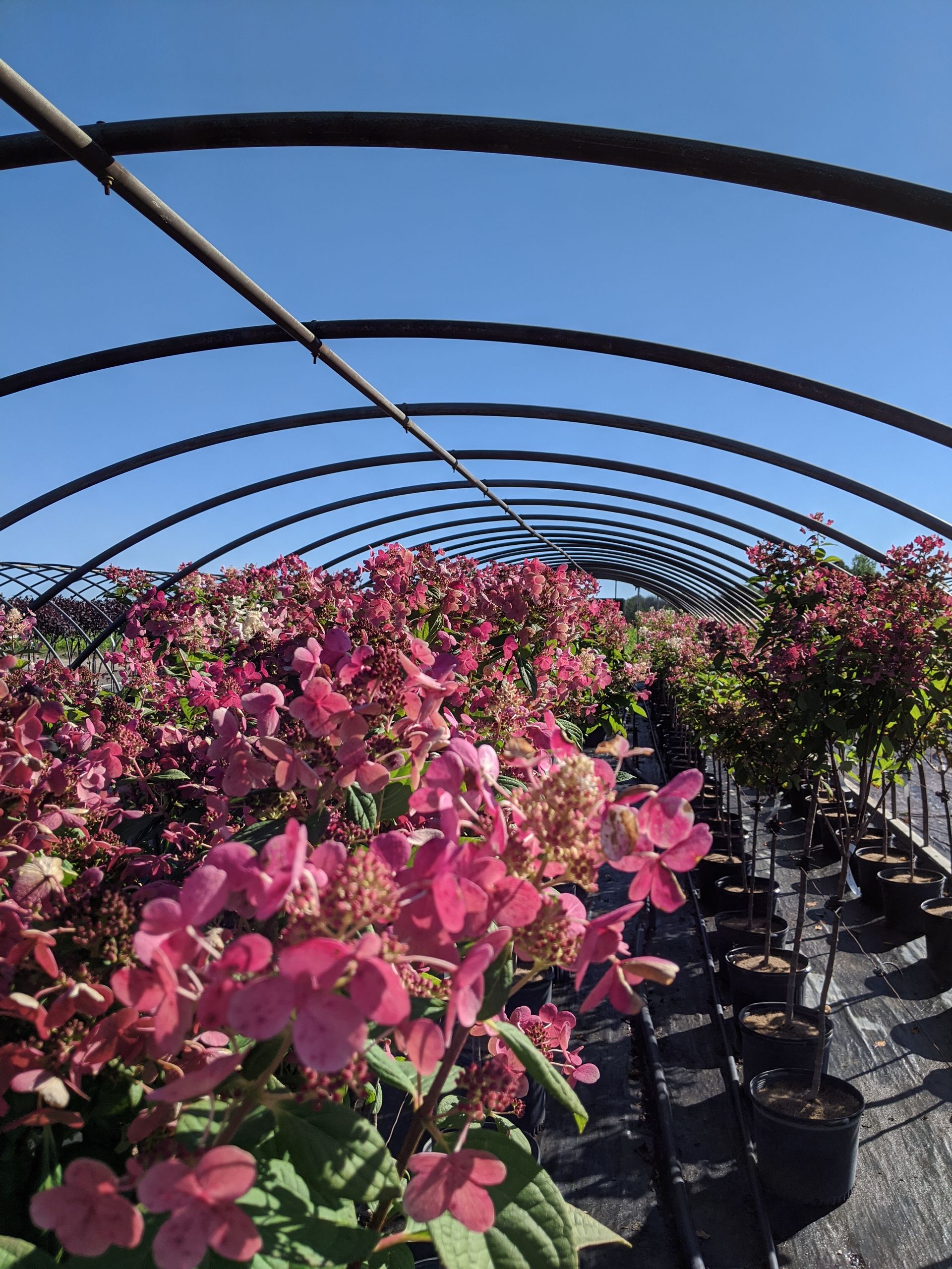 Quick Fire® Tree Hydrangea