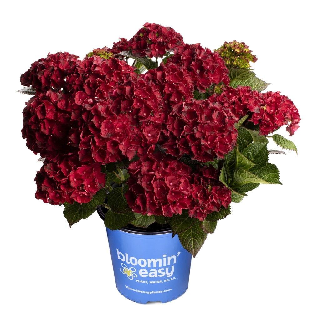 Cherry-Go-Round™ Bigleaf Hydrangea