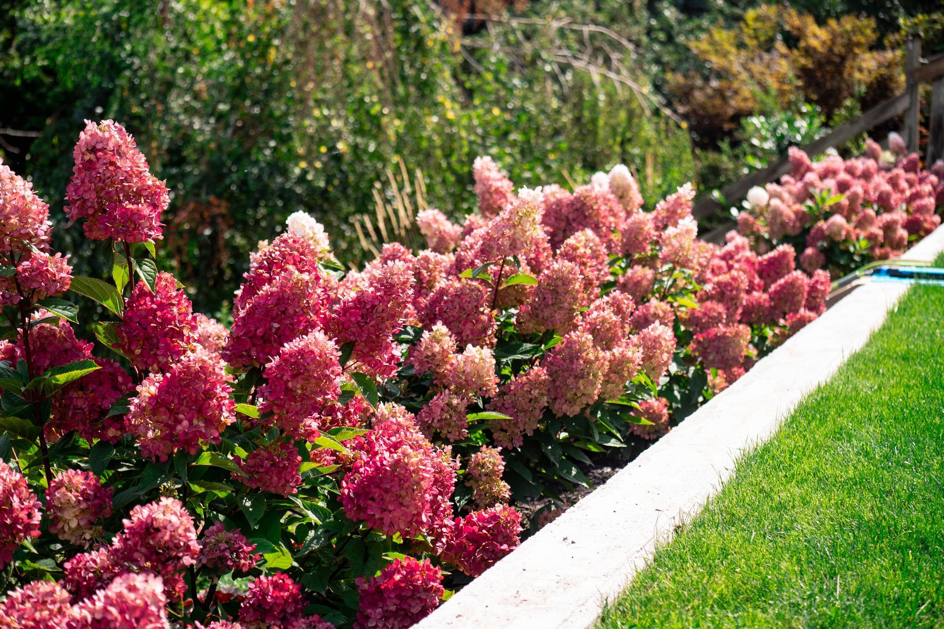 Bouncy™ Hydrangea