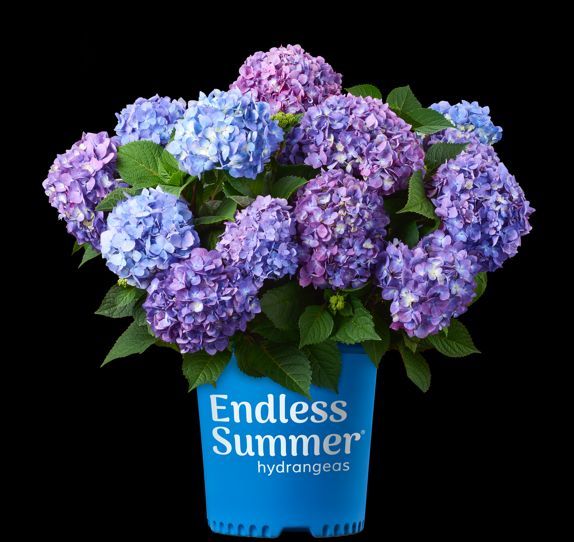 BloomStruck® Bigleaf Hydrangea