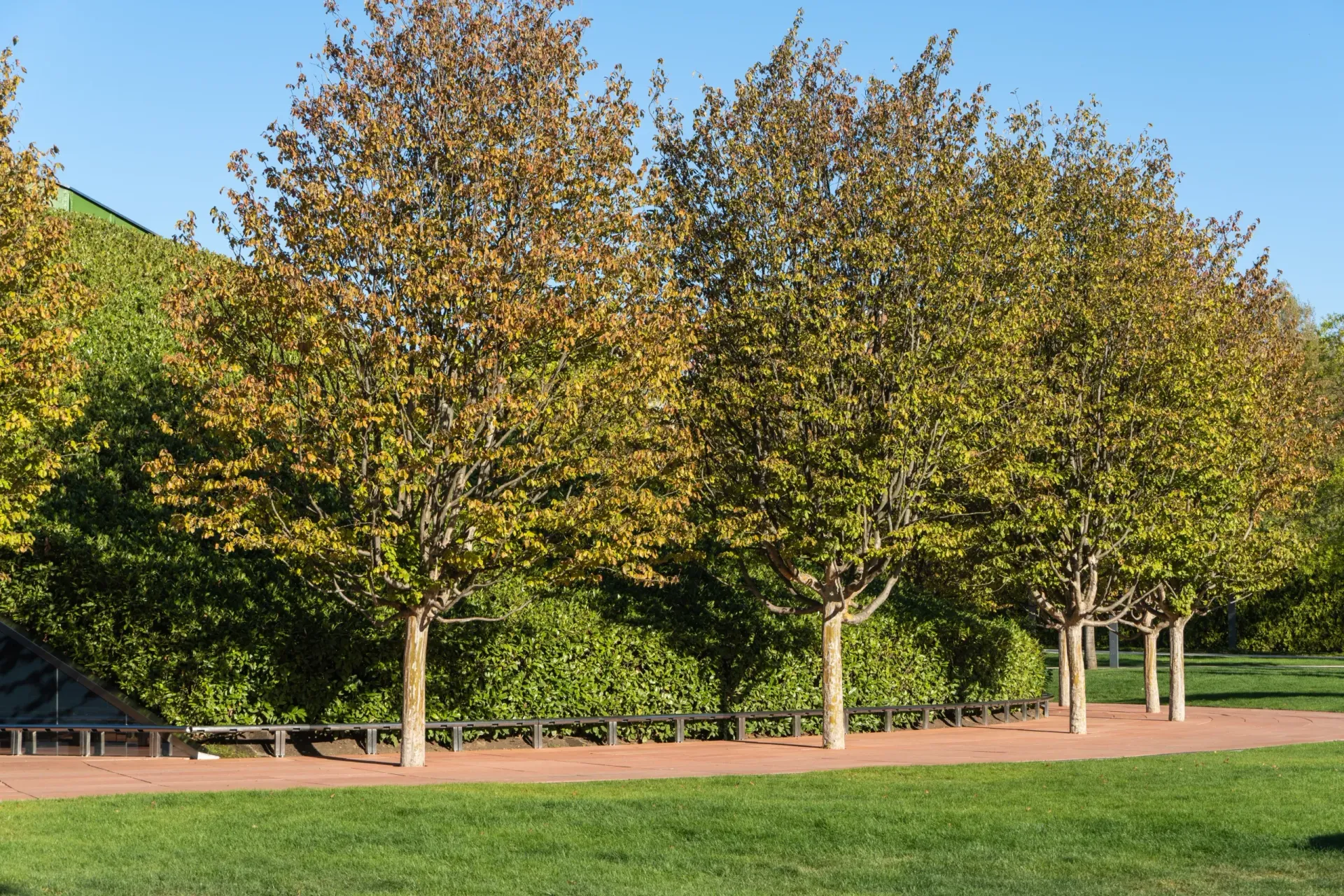Ironwood or Hophornbeam