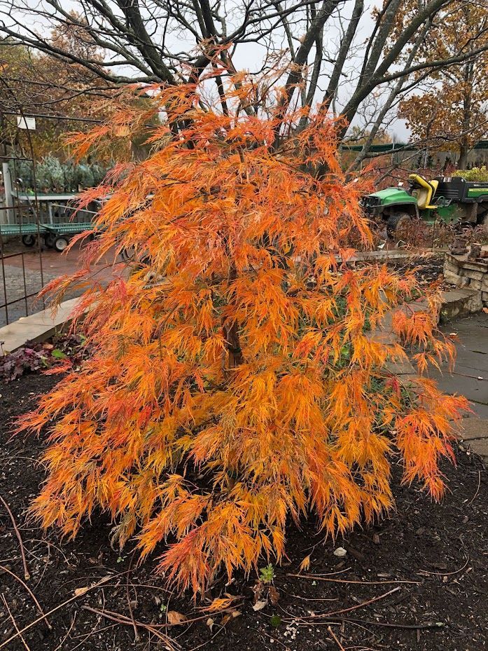 Ice Dragon® Maple