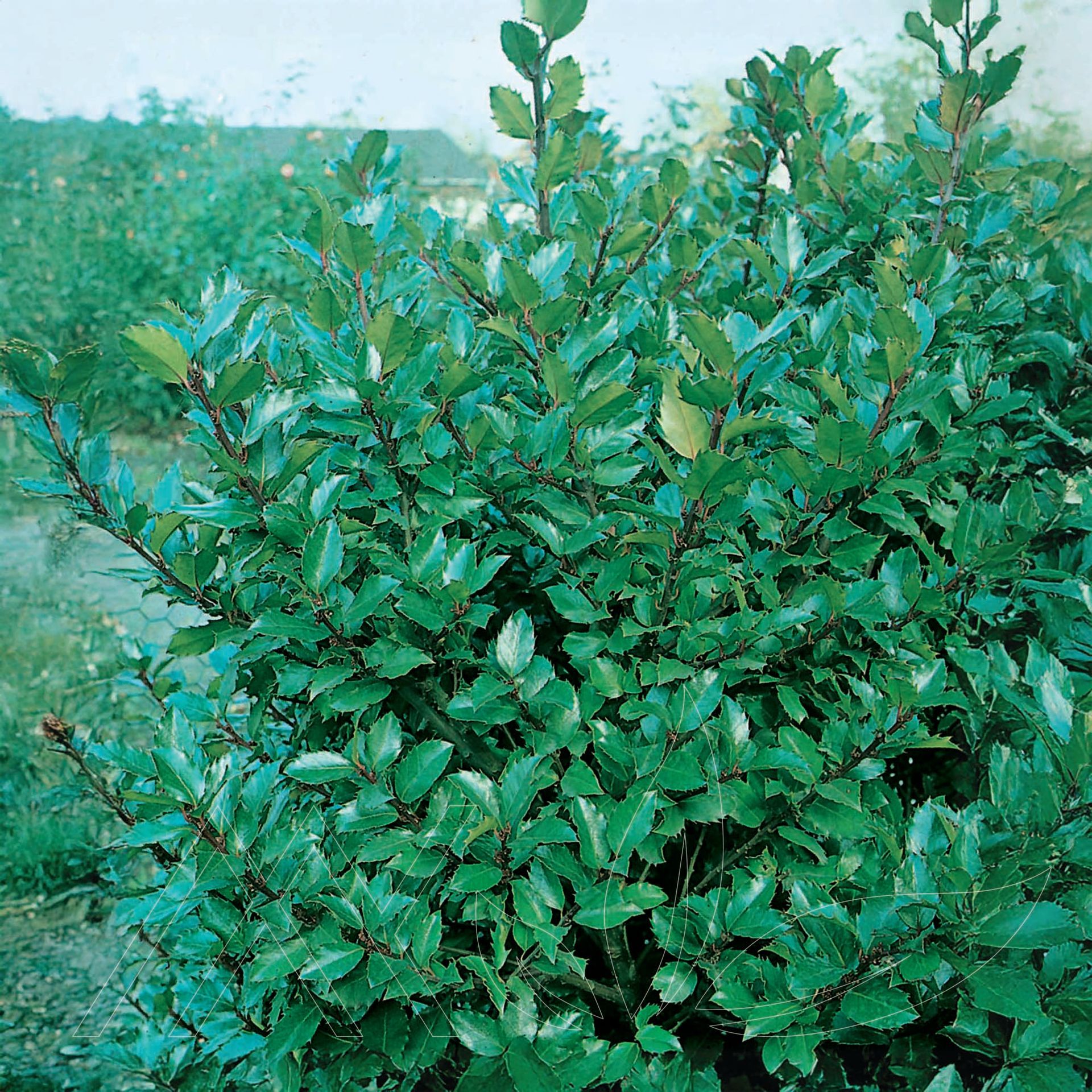 Blue Prince Holly