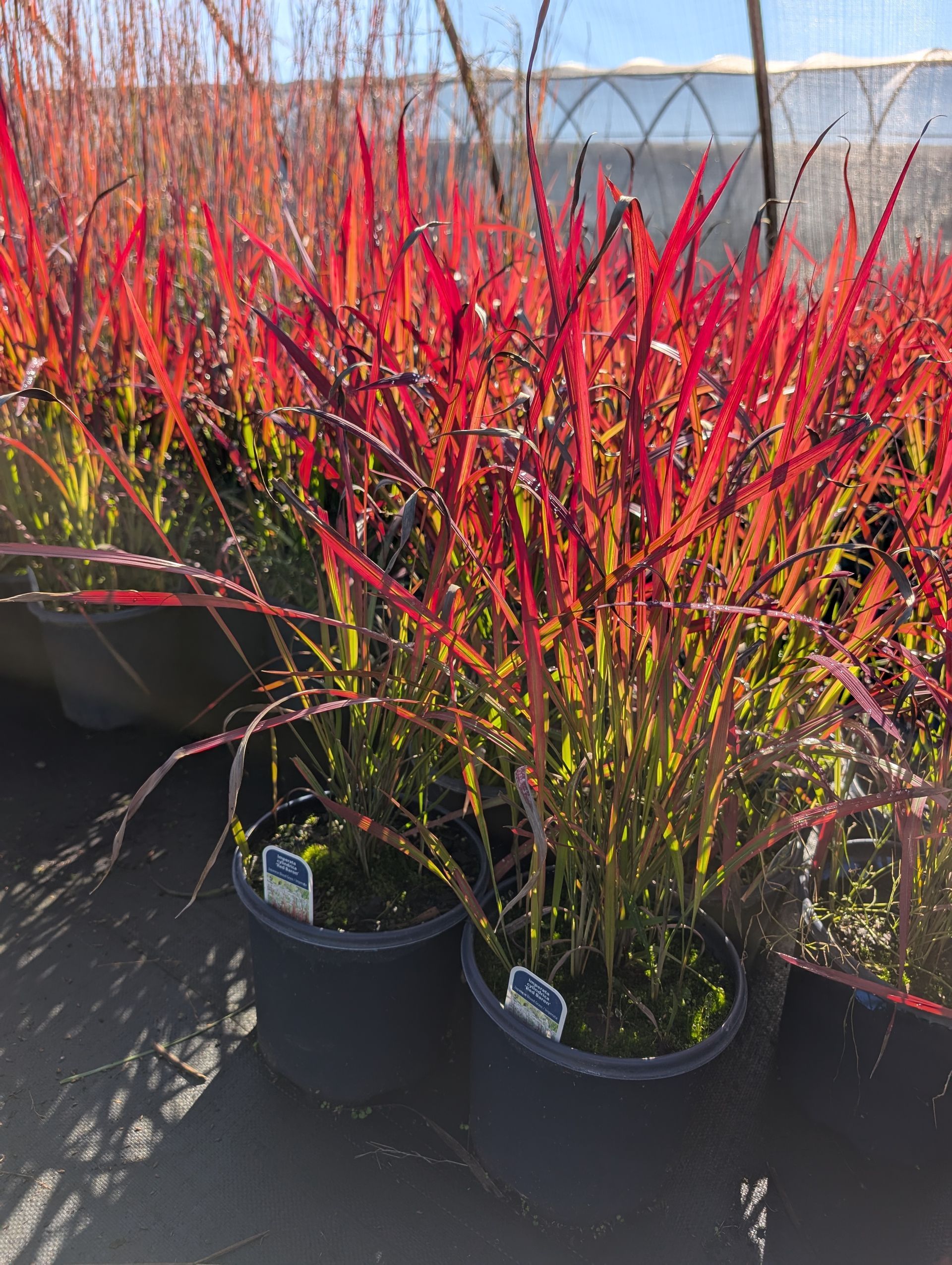 Red Baron Blood Grass