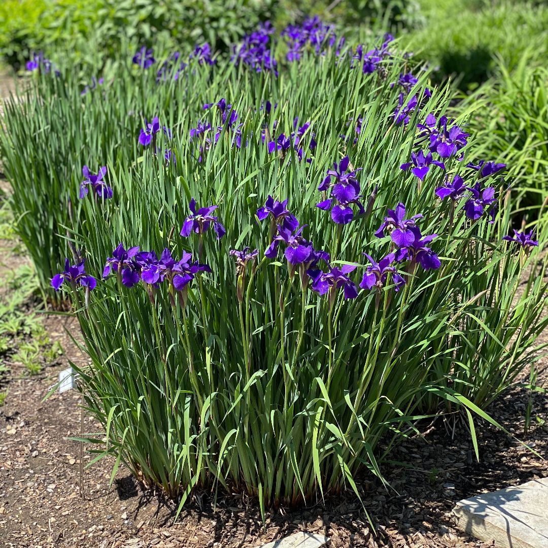 Blue Siberian Iris