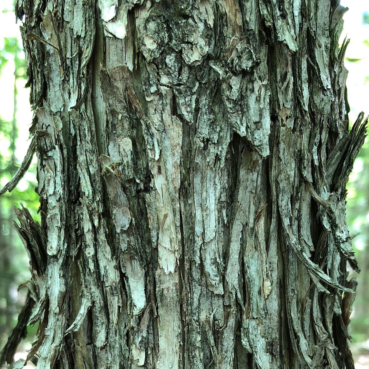 Ironwood or Hophornbeam