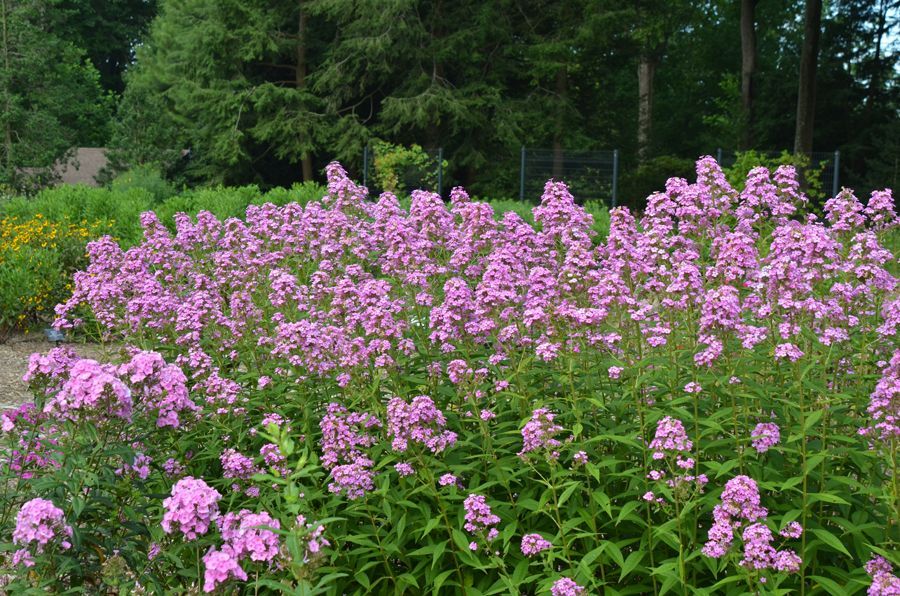 Jeana Garden Phlox