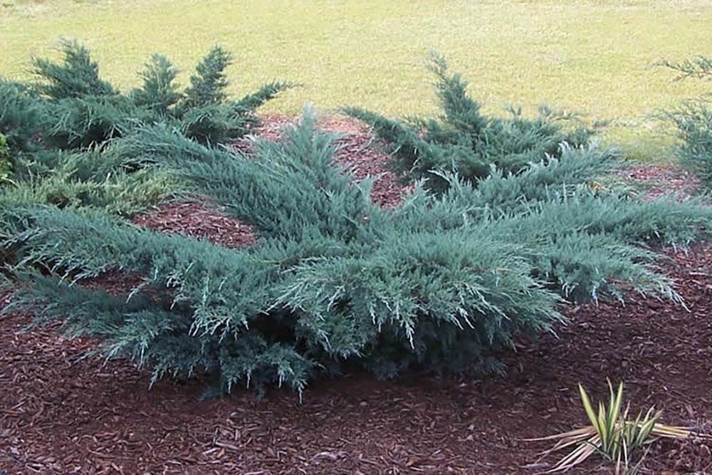 Grey Owl Juniper
