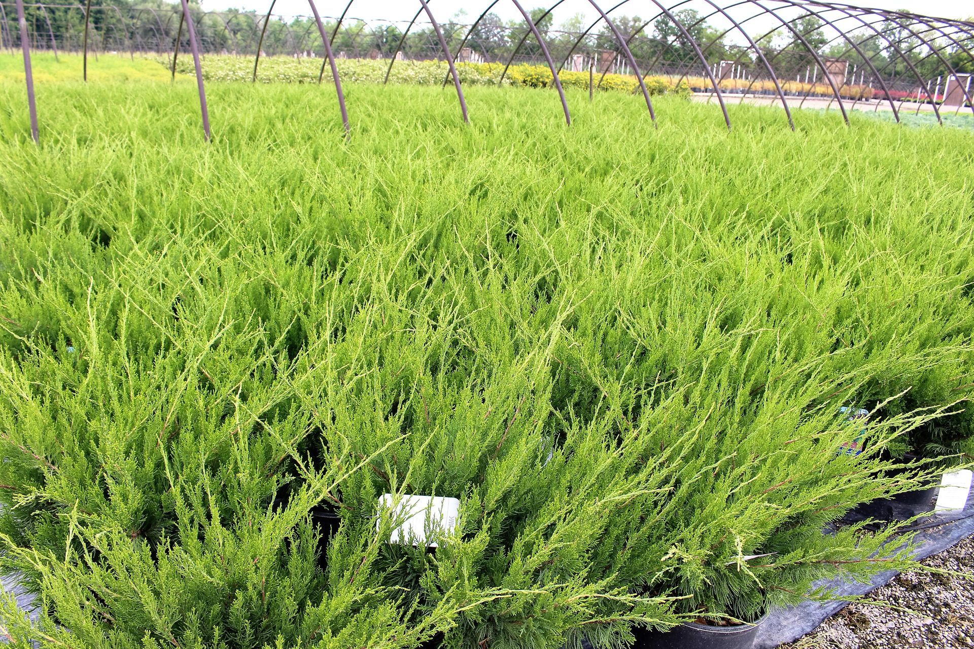 Mint Julep® Juniper