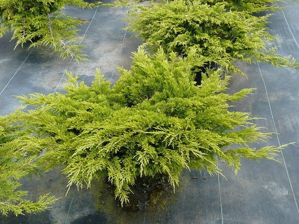 Calgary Carpet® Juniper