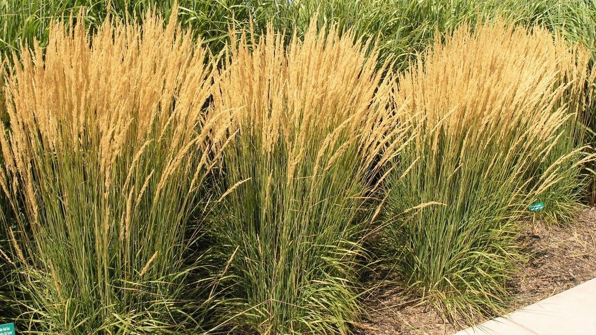 Feather Reed Grass