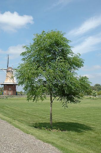 Espresso™ Kentucky Coffee Tree