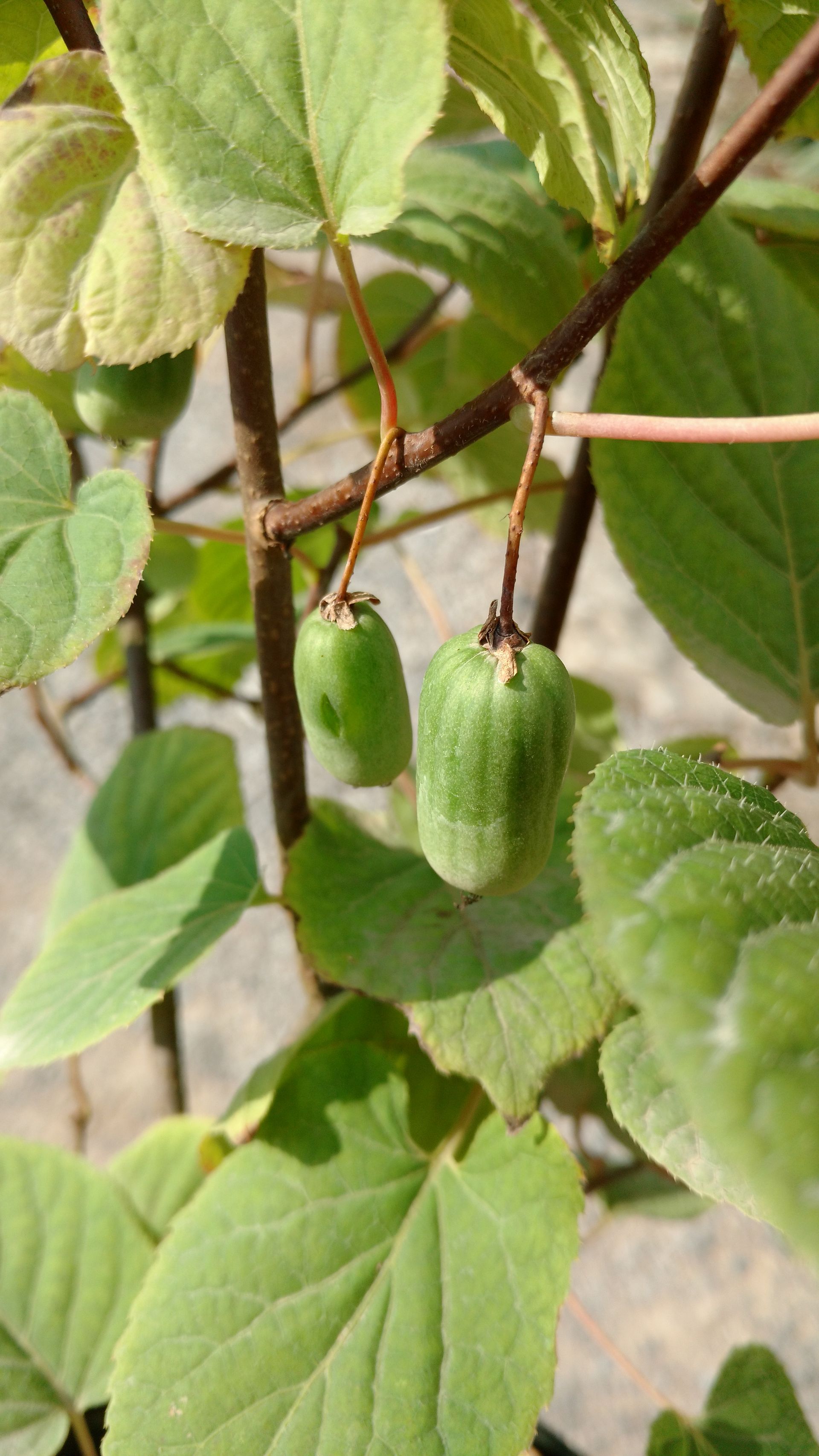 Hardy Kiwi - self-fertile