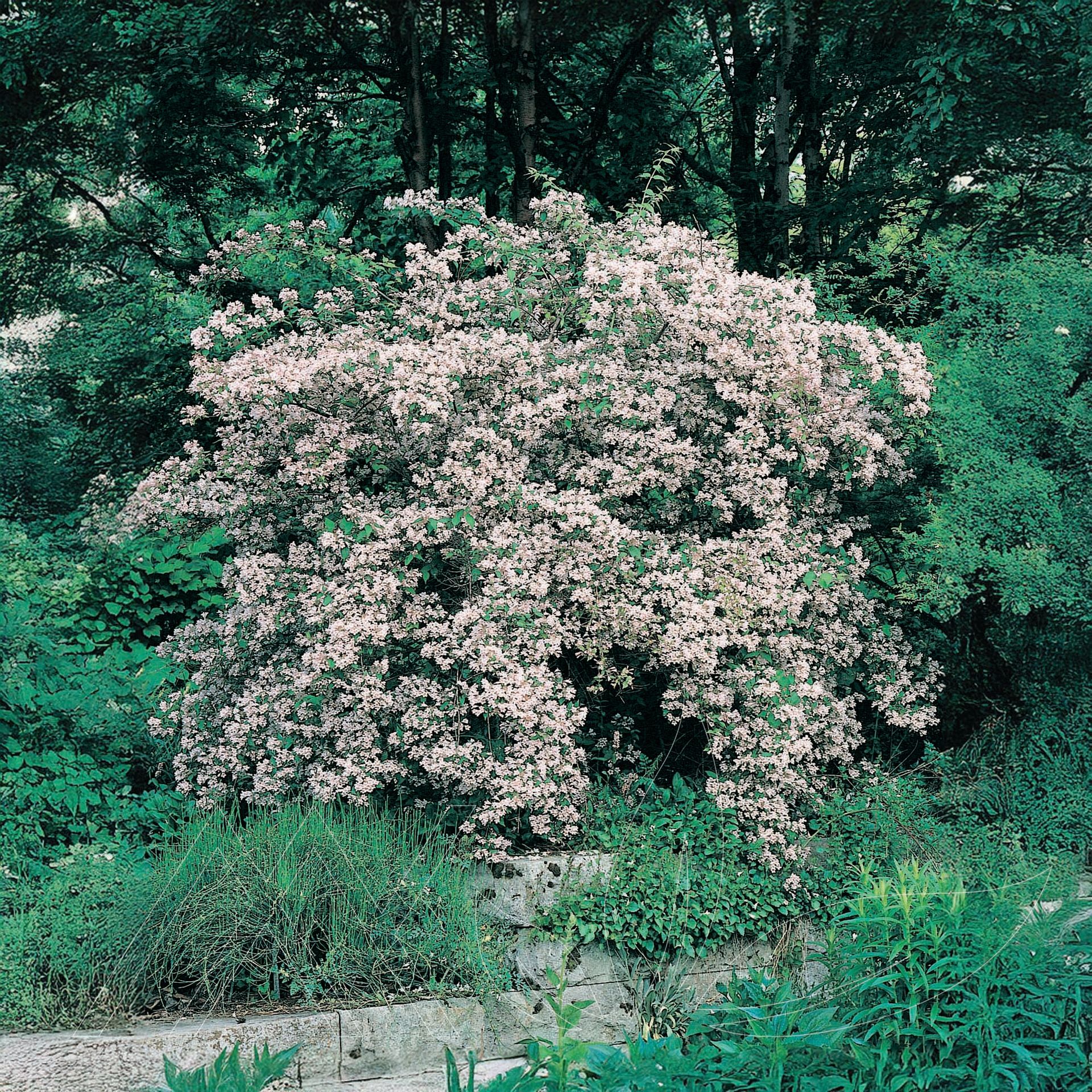 Beauty Bush