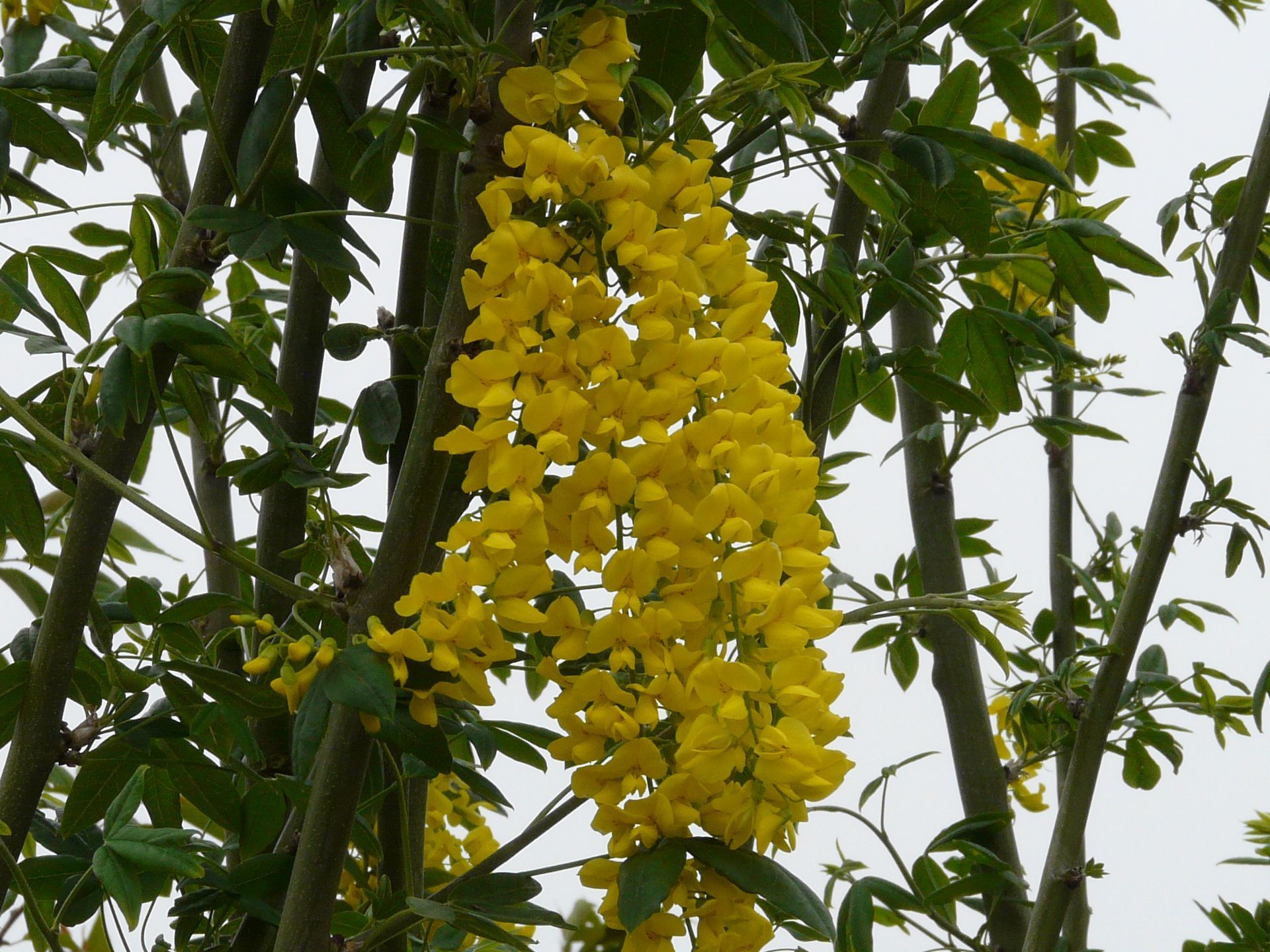 Golden Chain Tree