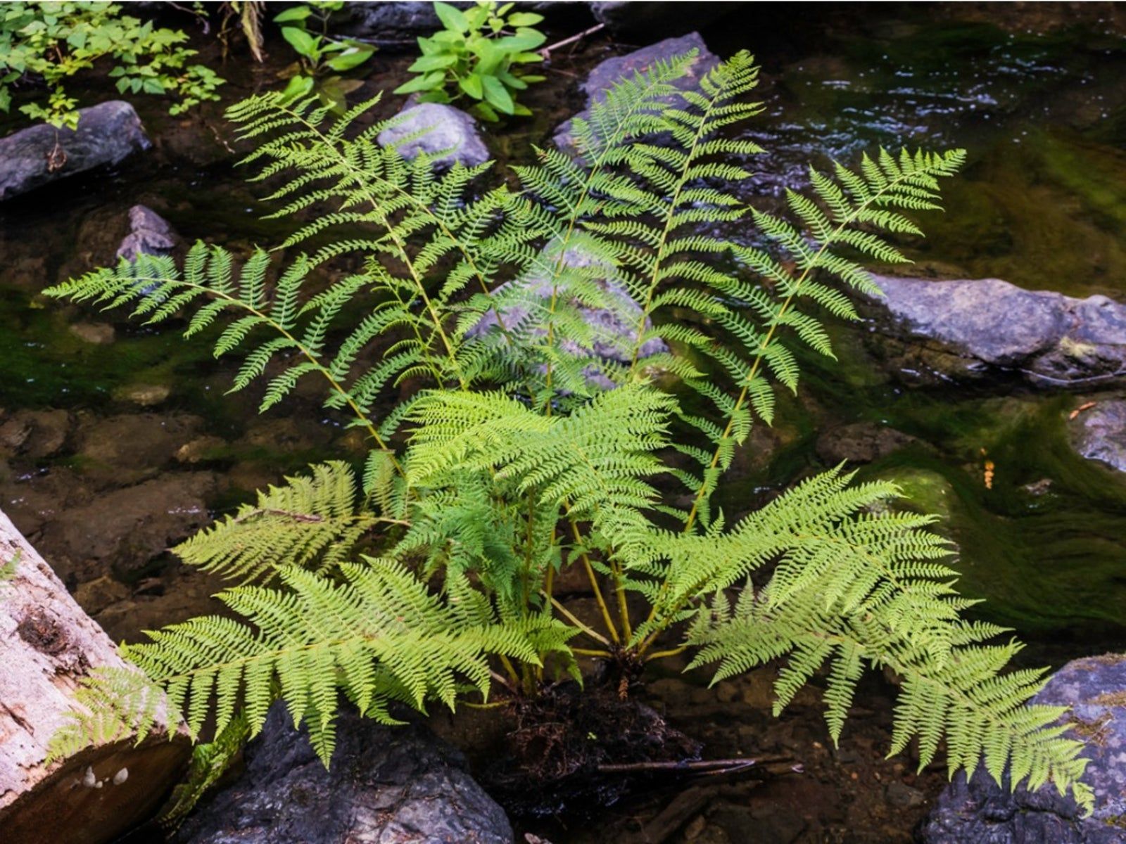 Lady Fern