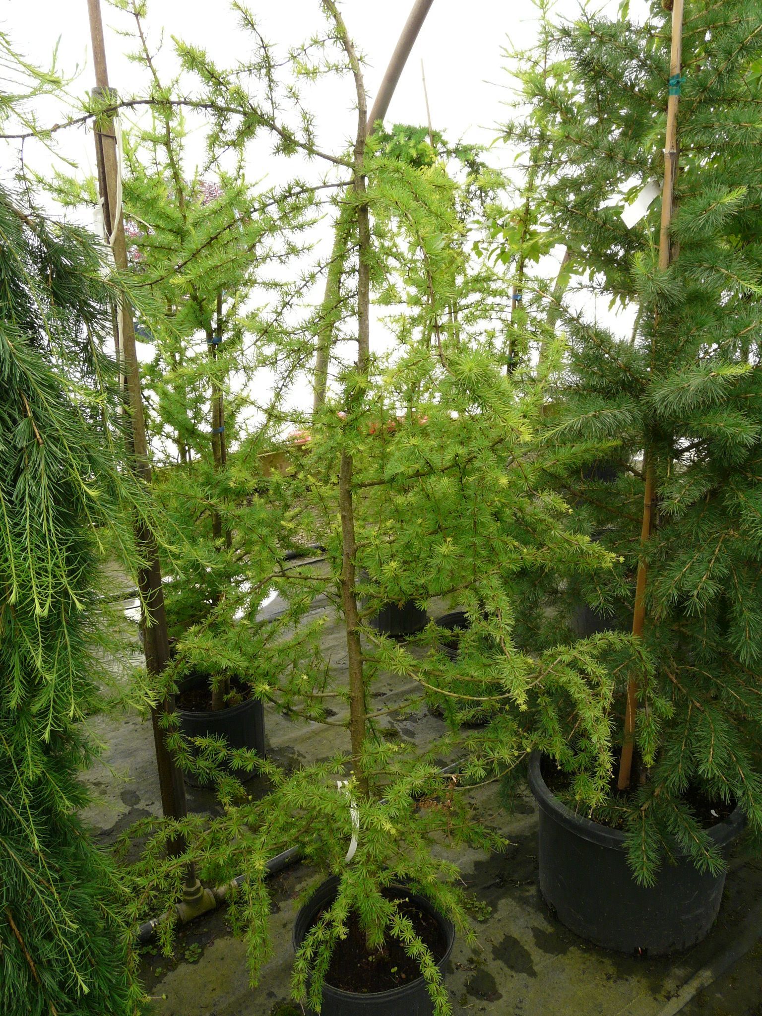 American Larch (Tamarack)
