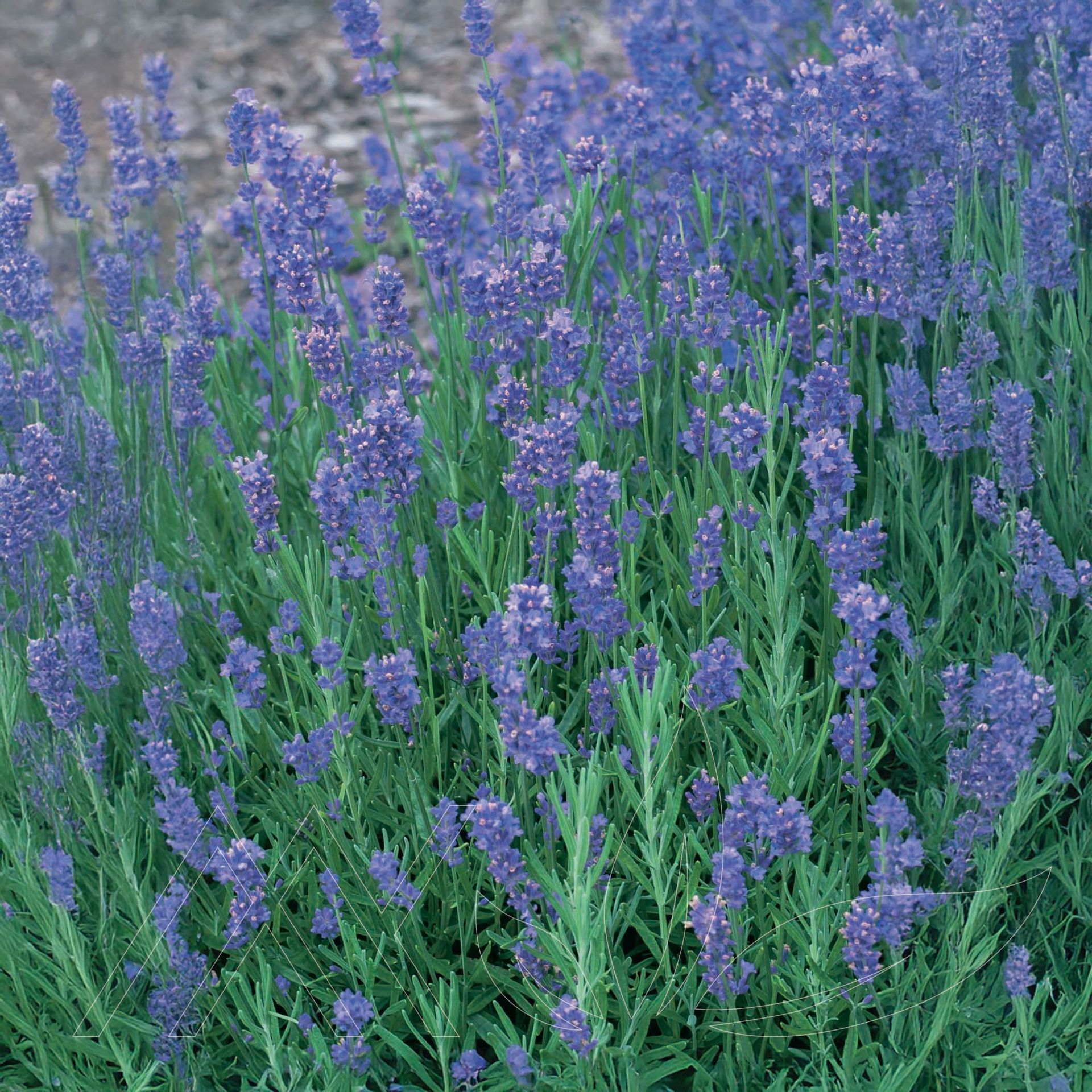 Munstead English Lavender
