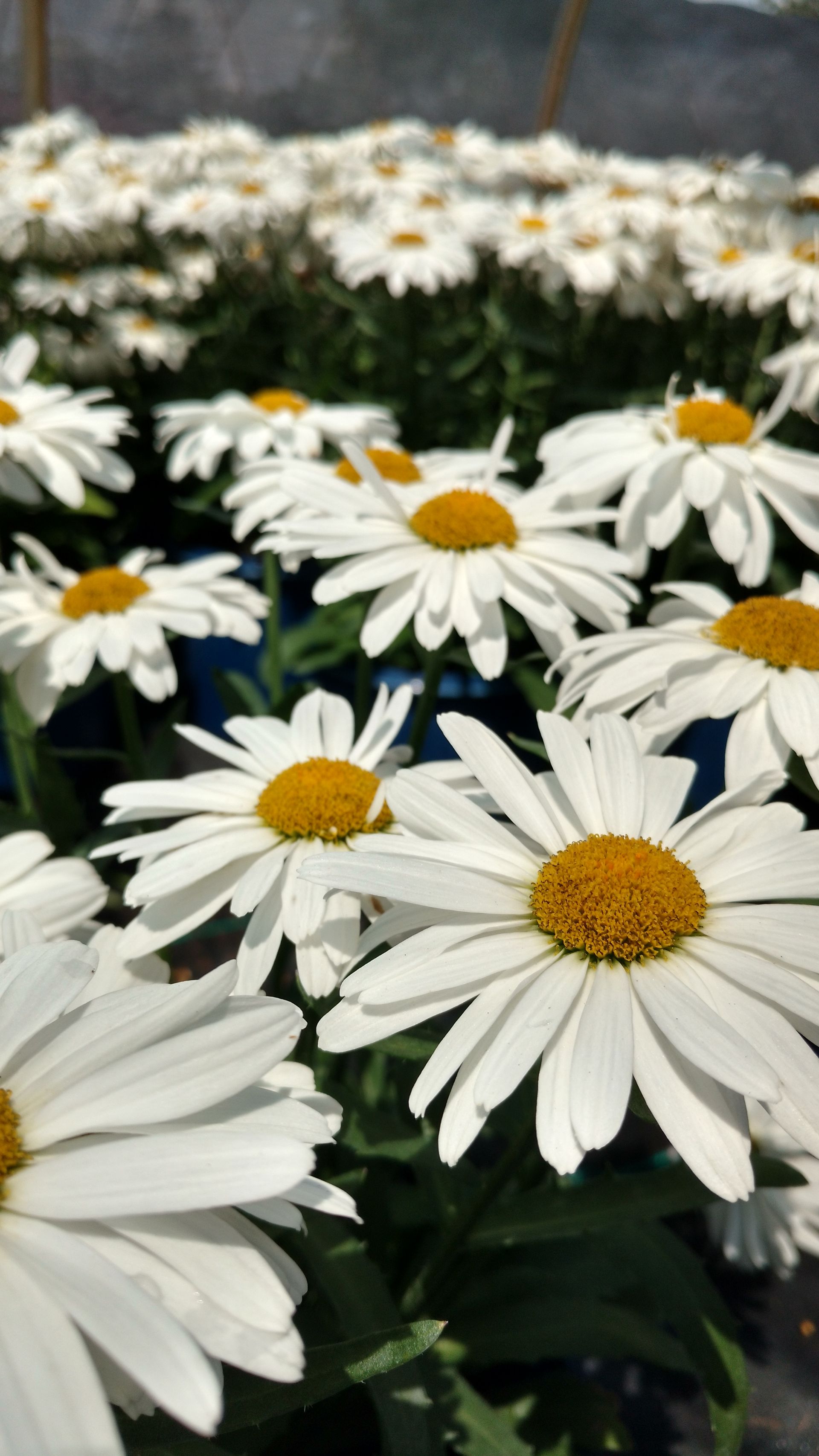 Whoops-a-Daisy Shasta Daisy